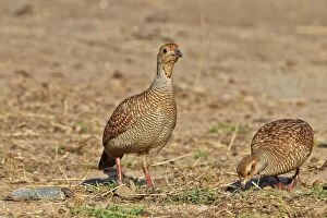 Images Dated 12th March 2015: Grey Francolin (formerly also called the Grey Partridge)