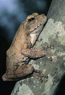 Body Gallery: Grey Frog, (Chiromantis xerampelina), Kruger