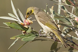 Grey-fronted Honeyeater