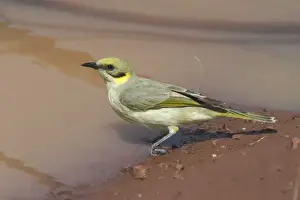 Honeyeater Prints: Grey-fronted Honeyeater At Lajamanu