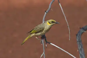 Honeyeater Prints: Grey-fronted Honeyeater At Lajamanu an aboriginal community on the northern edge of the Tanami Desert