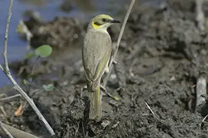 Honeyeaters Prints: Grey-fronted Honeyeater Lake Moondarra, Mt Isa, Queensland, Australia