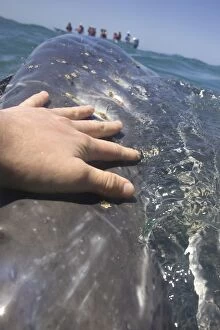 Baleen Gallery: Grey / Gray Whale - whale watcher touching friendly whale