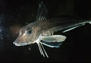 Gurnards Prints: Grey Gurnard British marine