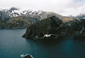 Grey-headed Albatross