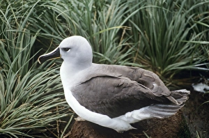 Grey-Headed Albatross