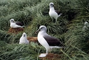 Images Dated 24th November 2006: Grey-headed Albatross