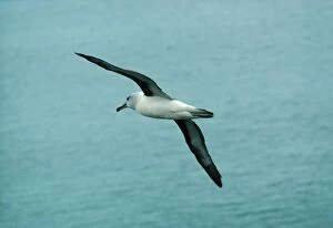 Grey-headed Albatross - In flight