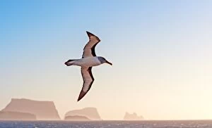 Headed Gallery: Grey-headed Albatross in flight with rocks in