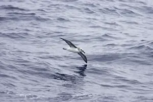 Grey Headed Albatross - In flight over sea Diomedea chrysostoma Drake Passage Antarctica BI012370