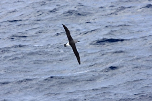 Grey-Headed Albatross