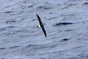 Images Dated 1st November 2006: Grey-Headed Albatross - Flying over sea, Antarctic, October