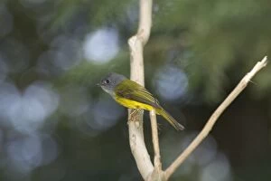 Grey-headed Canary Flycatcher - Inhabits forests and wooded areas. Breeds only in hills