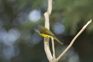Grey Headed Prints: Grey-headed Canary Flycatcher - Inhabits forests and wooded areas