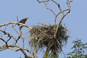 Grey-headed Fish Eagle - at nest