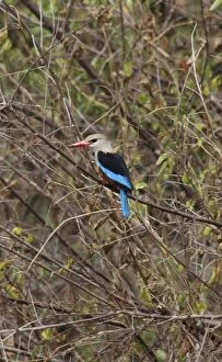 Grey Headed / Grey-headed Kingfisher - Perched on branch