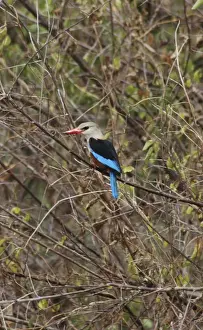 Grey Headed Prints: Grey Headed / Grey-headed Kingfisher - Perched on branch Ubiquitous, East Africa