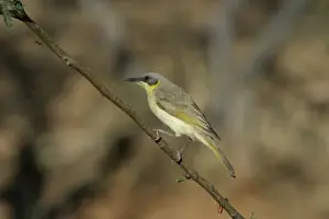 Grey Headed Prints: Grey-headed Honeyeater Lake Moondarra