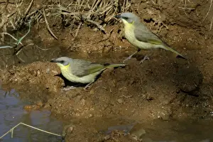 Grey Headed Prints: Grey-headed Honeyeaters Lake Moondarra, Mt Isa, Queensland, Australia