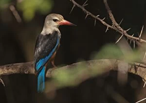 Images Dated 16th December 2010: Grey-headed Kingfisher