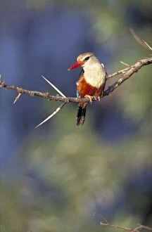 Grey-headed Kingfisher / Chestnut-bellied Kingfisher - Perched on fishing vantage point