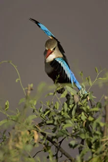 Images Dated 8th August 2012: Grey-headed Kingfisher, Halcyon leucocephala