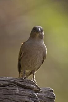 Images Dated 23rd July 2008: Grey-headed Parrot-billed Sparrow Sarara Camp, Namunyak Conservancy, Northern Rangelands, Kenya