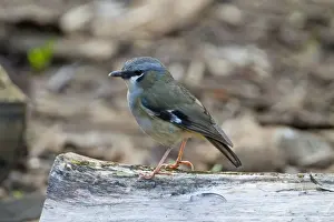 Grey-headed Robin This Robin has a restricted distribution in rainforest in far north eastern Queensland. At Malanda, Atherton Tableland, Queensland, Australia