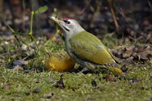 Images Dated 24th February 2006: Grey-Headed Woodpecker- eating apple on lawn Lower Saxony, Germany