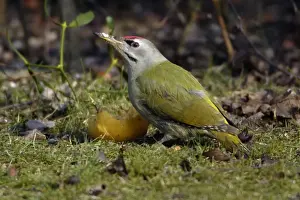 Grey Headed Prints: Grey-Headed Woodpecker- eating apple on lawn Lower Saxony, Germany