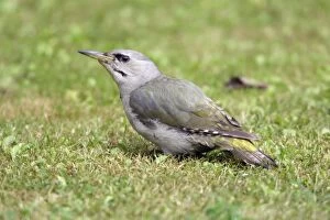 Grey-Headed Woodpecker - Feeding on ants on lawn