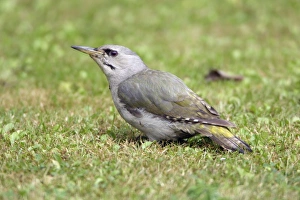 Images Dated 15th July 2005: Grey Headed Woodpecker - Feeding on ants on lawn Lower Saxony, Germany