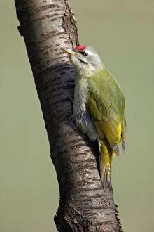 Grey-Headed Woodpecker - Male perched on tree stem