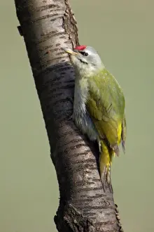 Grey Headed Prints: Grey Headed Woodpecker - Male perched on tree stem Lower Saxony, Germany