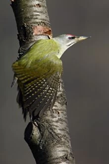 Grey-Headed Woodpecker - Male stretching wing