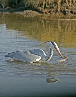 Images Dated 2nd March 2004: Grey Heron