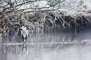 Images Dated 30th November 2008: Grey Heron