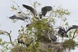 Images Dated 11th May 2012: Grey Heron - adult birds fighting at heronry