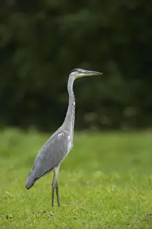 Grey Heron Ardea cinerea Finland BI015007