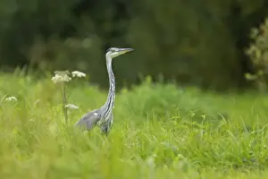 Grey Heron Ardea cinerea Finland BI015008