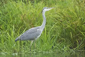 Grey Heron Ardea cinerea Finland BI015011