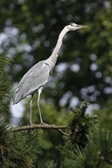 Grey Heron - bird alert on tree branch