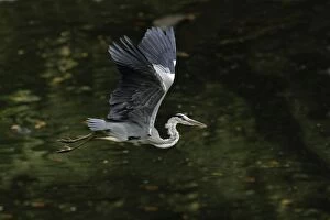 Grey Heron - bird flying over lake