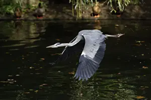 Grey Heron - bird flying over lake, Lower Saxony, Germany
