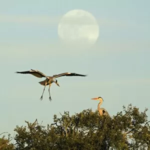 Grey Heron - bird landing at nest, with full moon raising, late evening