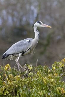 Images Dated 31st March 2010: Grey Heron - on bush - Cornwall - UK