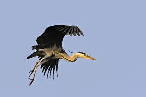 Marais Prints: Grey Heron Camargue Bouches du Rhone France