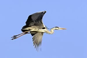 Images Dated 18th April 2007: Grey Heron Camargue Bouches du Rhone France