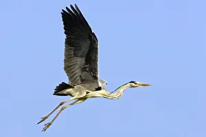 Grey Heron Camargue Bouches du Rhone France