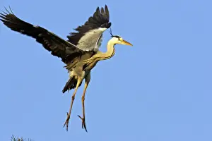 Grey Heron Camargue Bouches du Rhone France